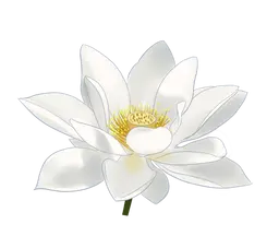Floating Lotus
